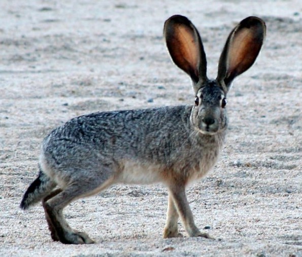 Black Tailed Rabbit